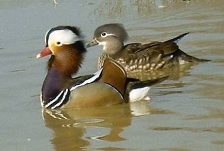 Les Canards Mandarins et le Samouraï
